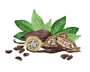 Fototapeta na wymiar Cocoa beans and leaves with vanilla sticks in a composition hand drawn watercolor design isolated on white background