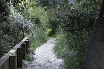 Beautiful shot of a trail with fallen cottons from the separated seeds of poplar