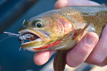 A colorful cutthroat trout with a fly 