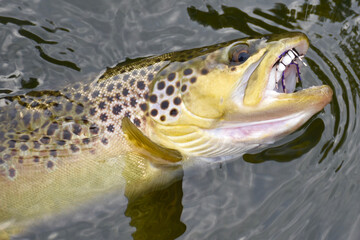 A beautiful brown trout with a fly in it's mouth