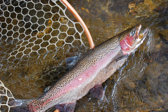 A brilliantly colored steelhead in a net 