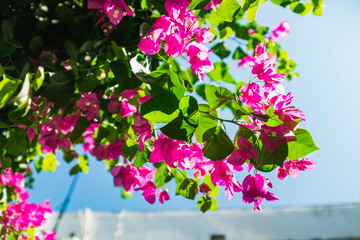 Iconic Pink Flowers on the streets in Mykonos, Greece