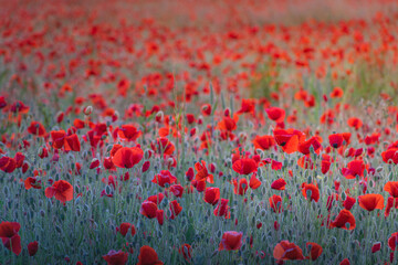 Fototapeta premium Red poppies field during blue hour