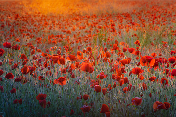 Red poppies field in rising sun rays
