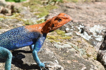 Push-up Lizard seen in Ruaha, Tanzania, Africa