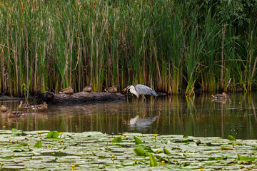 Heron eats fish caught in the lake.