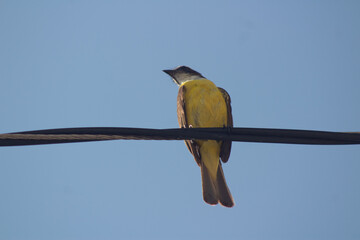 atrapamoscas pecho amarillo