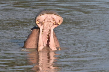 Yawning Hippo in a hippo pool in Ruaha, Tanzania