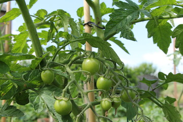 beautiful bunch with little green tomatoes at a big plant in the vegetable garden in summer closeup with a blue sky