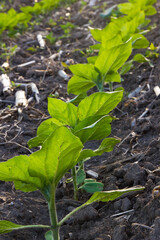 in the field of the farm sunflower sprouts grow in the spring