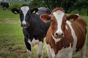 Fototapeten Cows © Holland-PhotostockNL