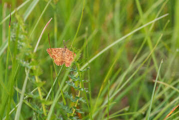 Common Heath moth - Ematurga atomaria, common brown moth from European meadows and grasslands, White Caprathians, Czech Republic.