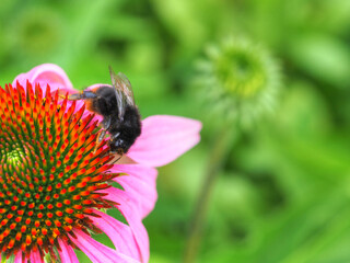 Hummel auf rosa Sonnenhut