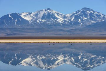 Snow covered Nevado (volcano) Tres Cruces reflecting in a high-altitude lake Laguna Santa Rosa in...