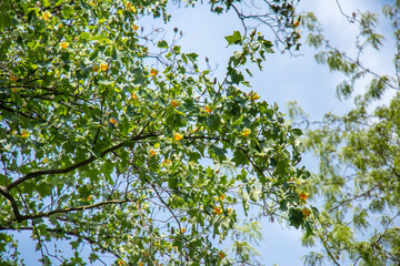 Branches of a tall tree Liriodendron tulipifera with yellow flowers