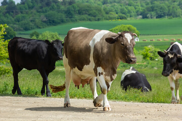 Cows go from the pasture on a summer day in the countryside
