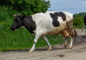Cows go from the pasture on a summer day in the countryside