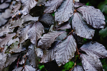 Dark burgundy glossy leaves in raindrops natural abstract background