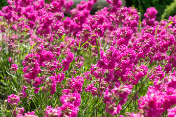 Obraz premium A field of bright pink flowers in sunny weather among the green grass