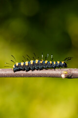 black caterpillar on leaf