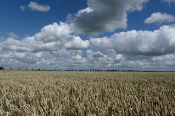 Wheat, Flevoland Province, The Netherlands
