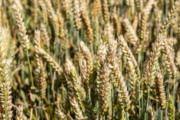 Wheat, Flevoland Province, The Netherlands