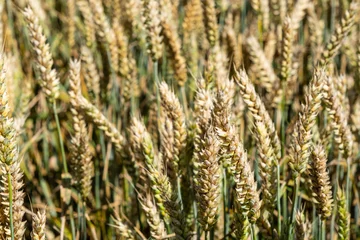 Fotobehang Wheat, Flevoland Province, The Netherlands © Holland-PhotostockNL
