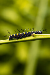 black caterpillar on leaf