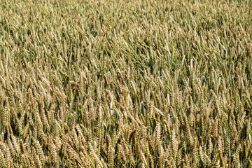 Wheat, Flevoland Province, The Netherlands