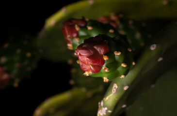 Uma planta chamada figueira-da-índia (Opuntia ficus-indica)