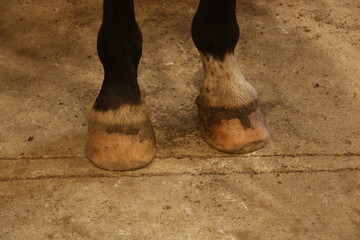 horse hooves