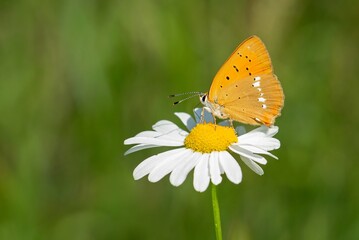 Obraz na płótnie Canvas The scarce copper, a female of an orange butterfly sitting on a white and yellow flower. Blurry green background. Sunny summer day in a meadow.