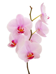 Fototapeta na wymiar pink and yellow flowers orchid Phalaenopsis close up