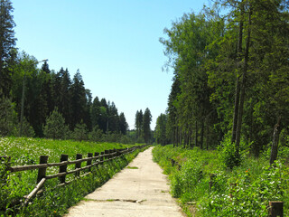 Fototapeta na wymiar summer road through the forest with a vintage wooden rough fence