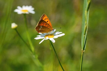 The scarce copper, a female of an orange butterfly sitting on a white and yellow flower. Blurry green background. Sunny summer day in a meadow.