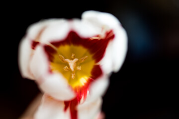 Macro shot of beautiful white tulip with red strips on black background, blurred tulip petals in dark space. Flower photography concept