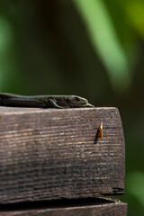 lizard on a tree