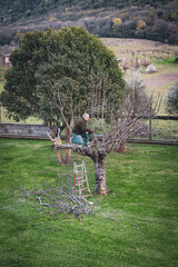 Gardener using electric chainsaw for cutting dry tree branches, trimming trees in springtime