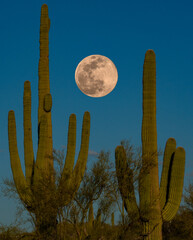 Full moon rising over the Arizona Desert © Steve