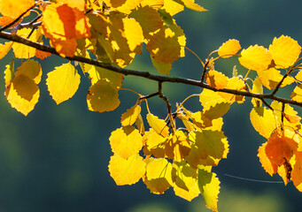 Gelbgold in der Sonne leuchtende Blätter vor dunklem Hintergrund, typischer Altweibersommer