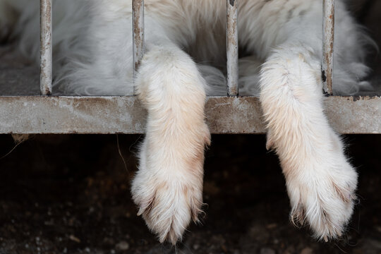 The dog's paws hanging from the cage of the aviary through the bars of the lattice. The concept of cruelty to animals in captivity and poor conditions. Dog shelter for homeless animals.