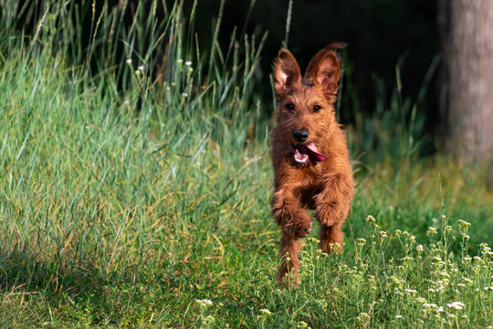 A red-colored Irish Terrier puppy dog funny runs on the grass in the woods for a walk in nature outside the city. Walking a pet off a leash in the park in summer, copy space.