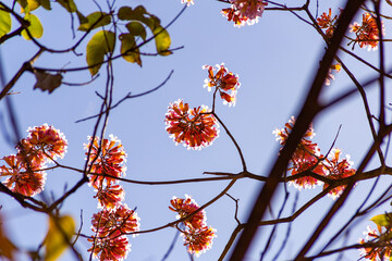 Galhos de ipê rosa floridos. Handroanthus heptaphyllus.