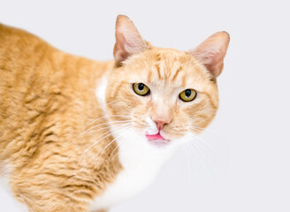 An orange tabby shorthair cat sticking its tongue out as it licks its lips