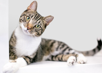 A tabby shorthair cat with its left ear tipped, lying down and looking at the camera with a head tilt