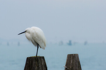 Una garzetta ferma su una briccola veneziana in una giornata di nebbia
