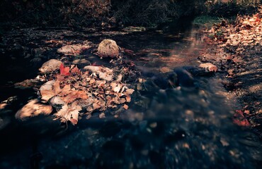 amazing colorful autumn scenery ,red orange falled leaves in a river. silk effect wallpaper background image