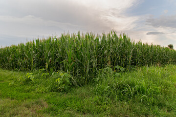 Fototapeta na wymiar mais field with cloudy sky