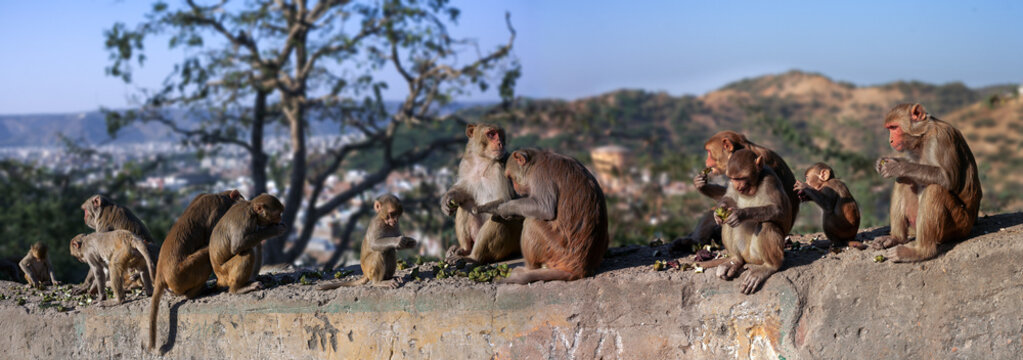 Monkeys at lunch in Hanuman Ji Temple, Jaipur, Rajasthan, India. Historic Hindu temple with monkeys. Monkey Temple, Jaipur.