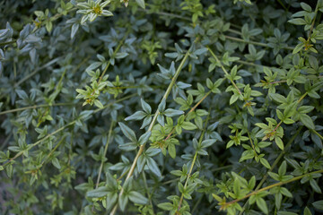 Jasminum nudiflorum 